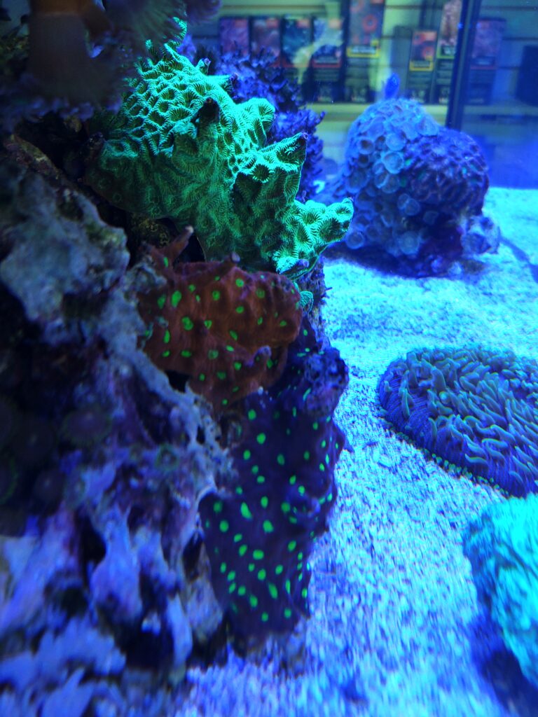 Saltwater category at Seascape Aquatics