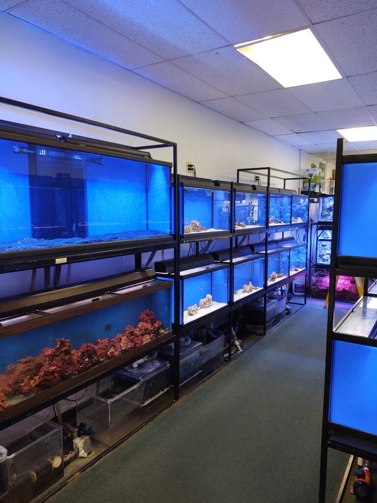 Freshwater category at Seascape Aquatics